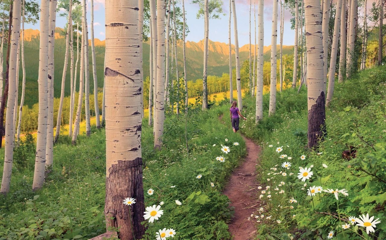 Hiker on a trail through aspen trees and summer wildflowers in the Colorado Rockies
